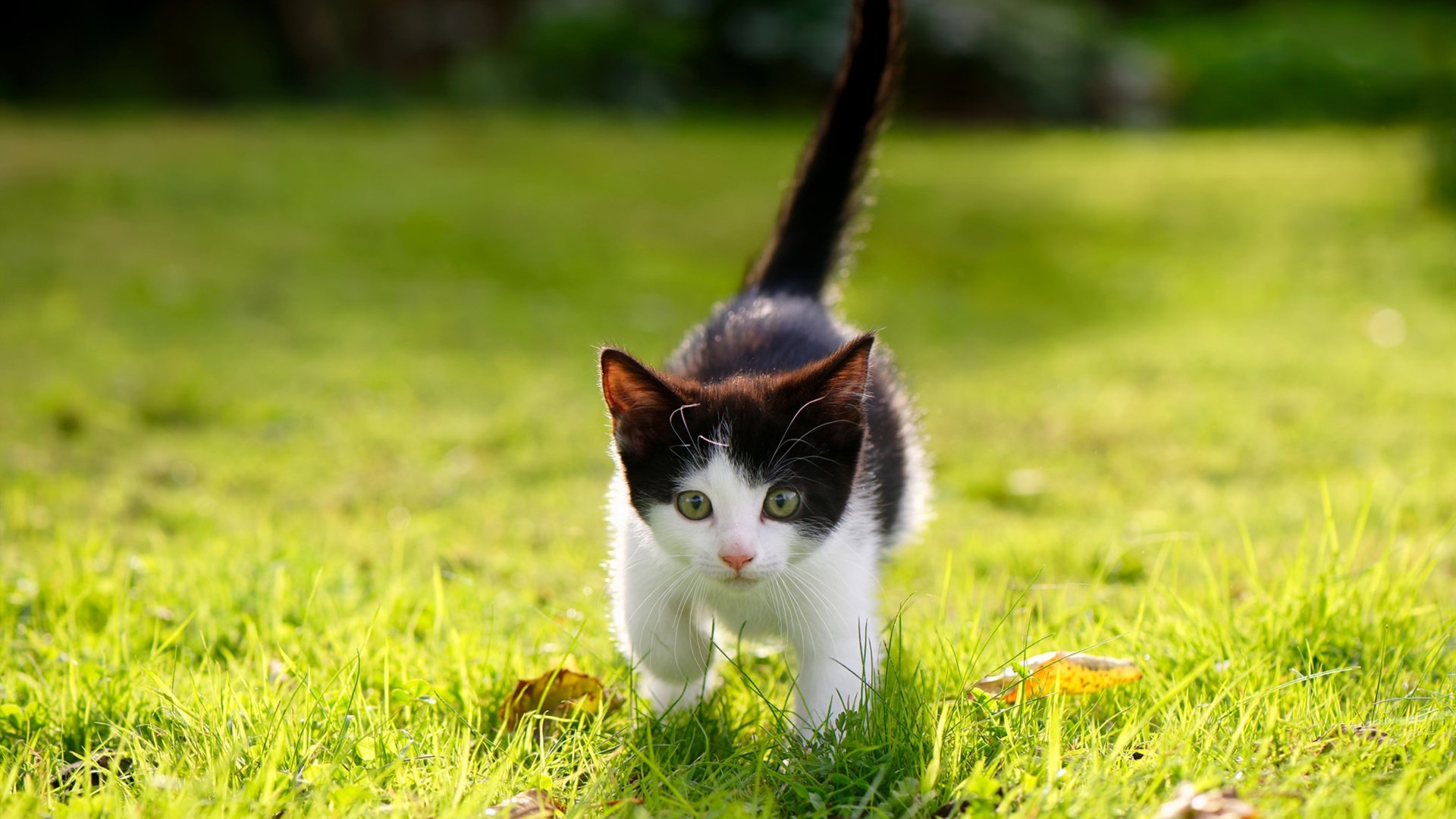 奇迹之夜!里昂惊天逆转比利亚雷亚尔,努涅斯替补登场成胜负手