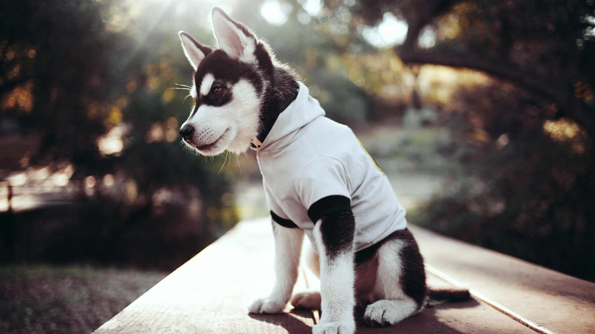 北欧神话与非洲雄狮的冰火对决，伊布一锤定音，冰岛险胜喀麦隆