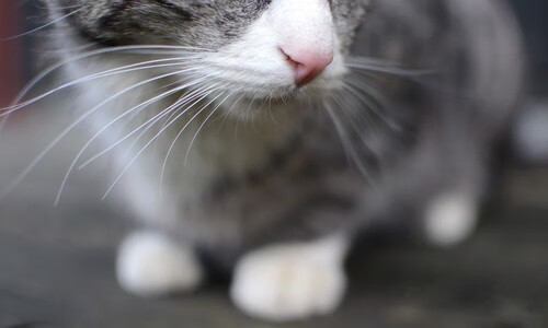 利拉德时间再现!超远三分绝杀勇士,雄鹿关键先生定义唯一性胜利