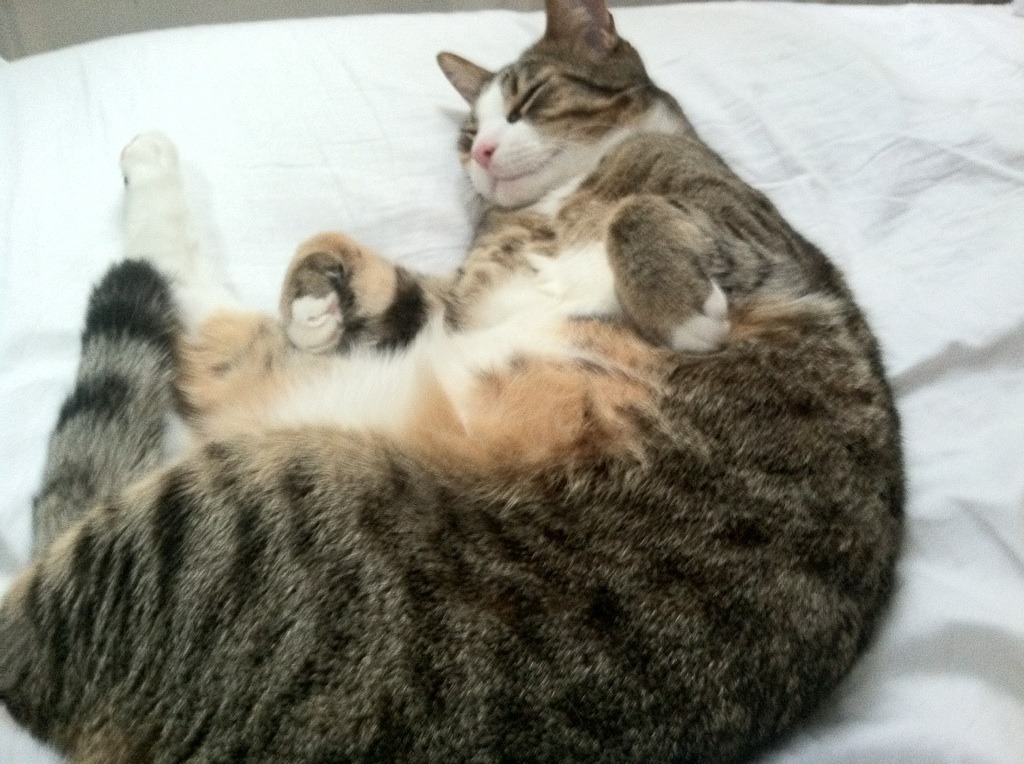 总决赛焦点战，国王提前终结悬念，快船王朝梦碎