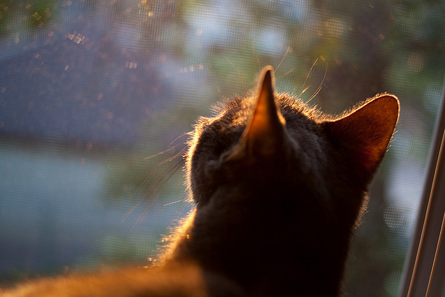 米切尔关键进球定乾坤，独行侠险胜爵士